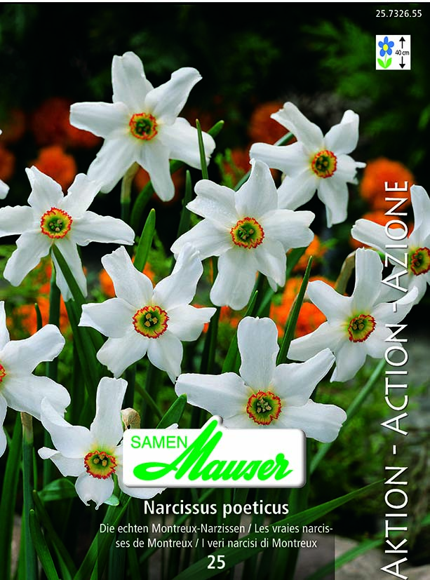 Narcisse Klk Montreux 25 bulbes