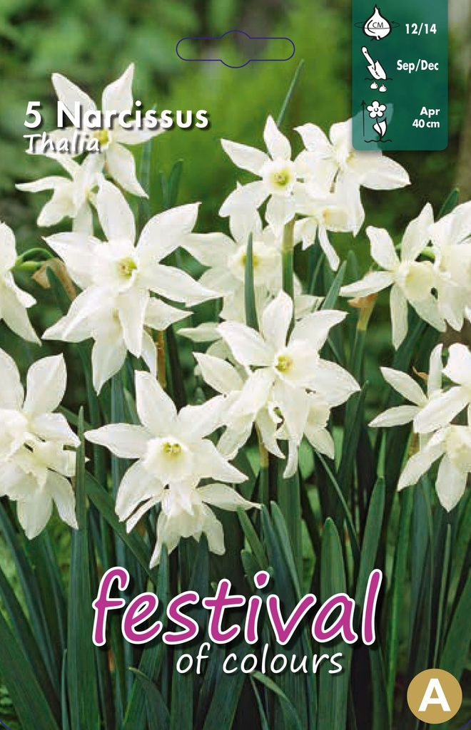 Narcissus 'Thalia'