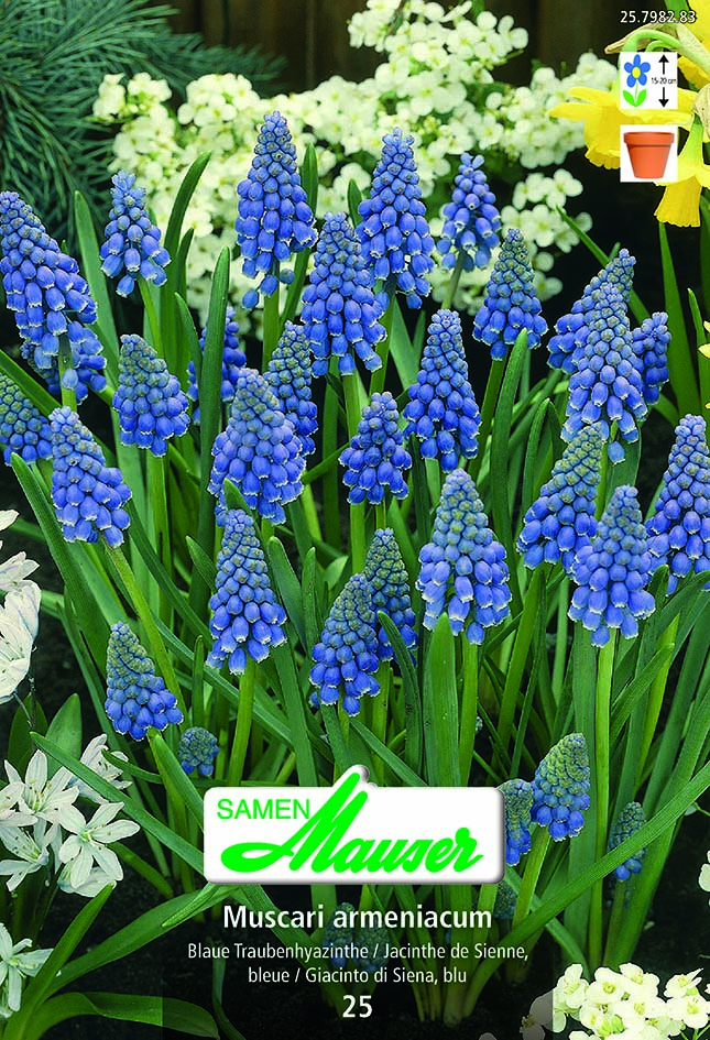 Muscari armeniacum25