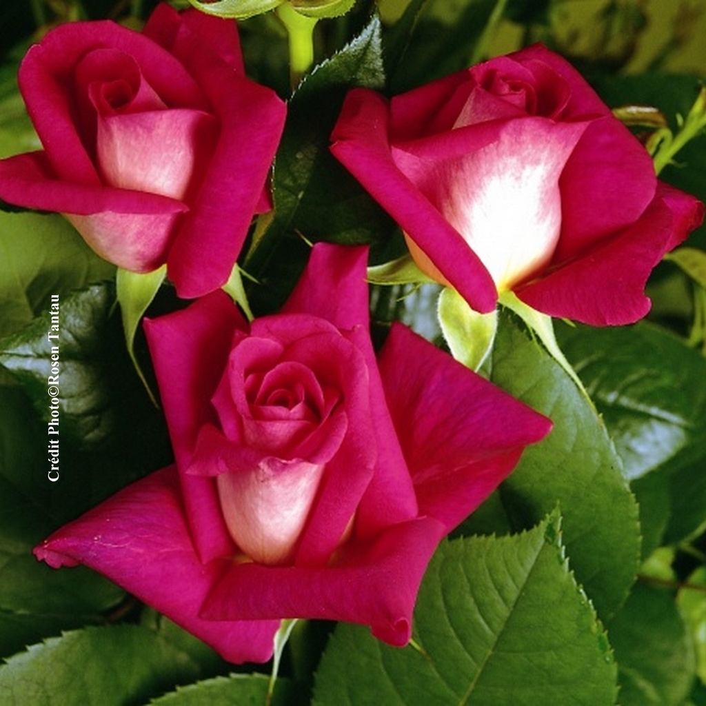 Rosier 'Acapella'