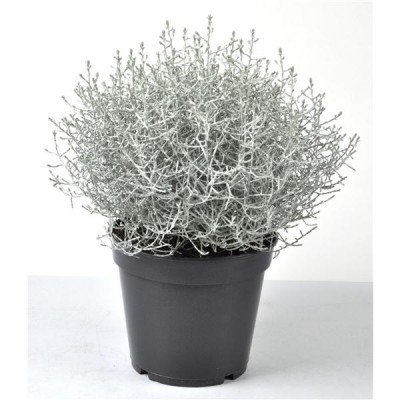 Calocephalus brownii