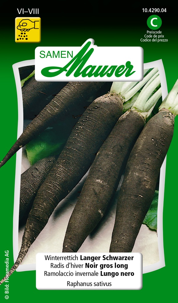 Radis d'hiver Noir Gros Long