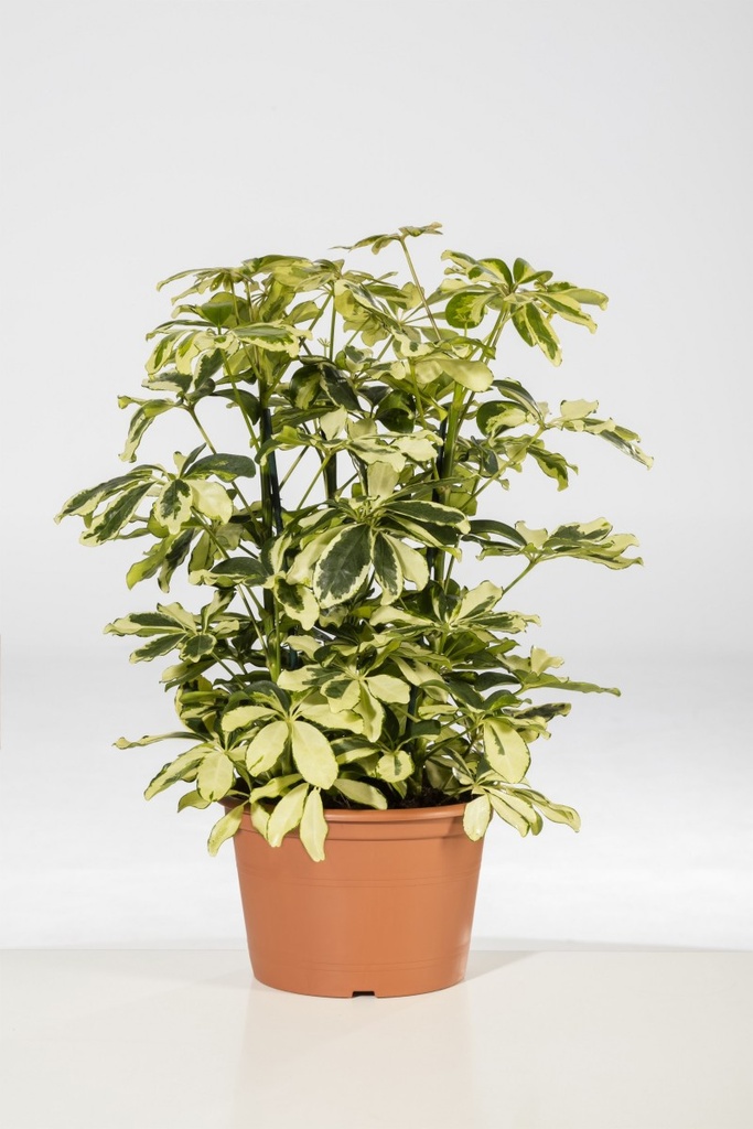 Schefflera 'Charlotte'
