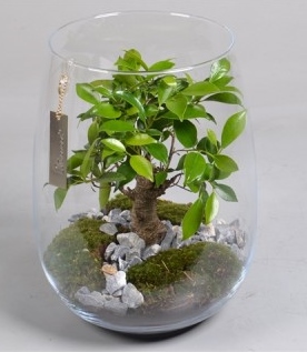 Arrangement Bonsaï