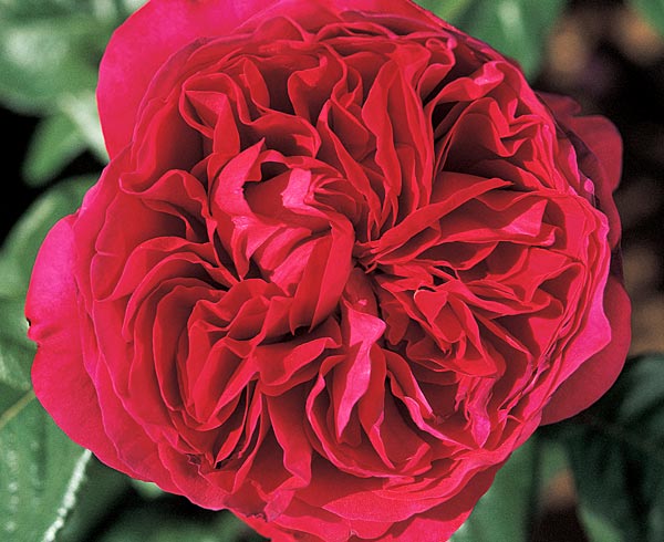 Rosier 'Alain Souchon'