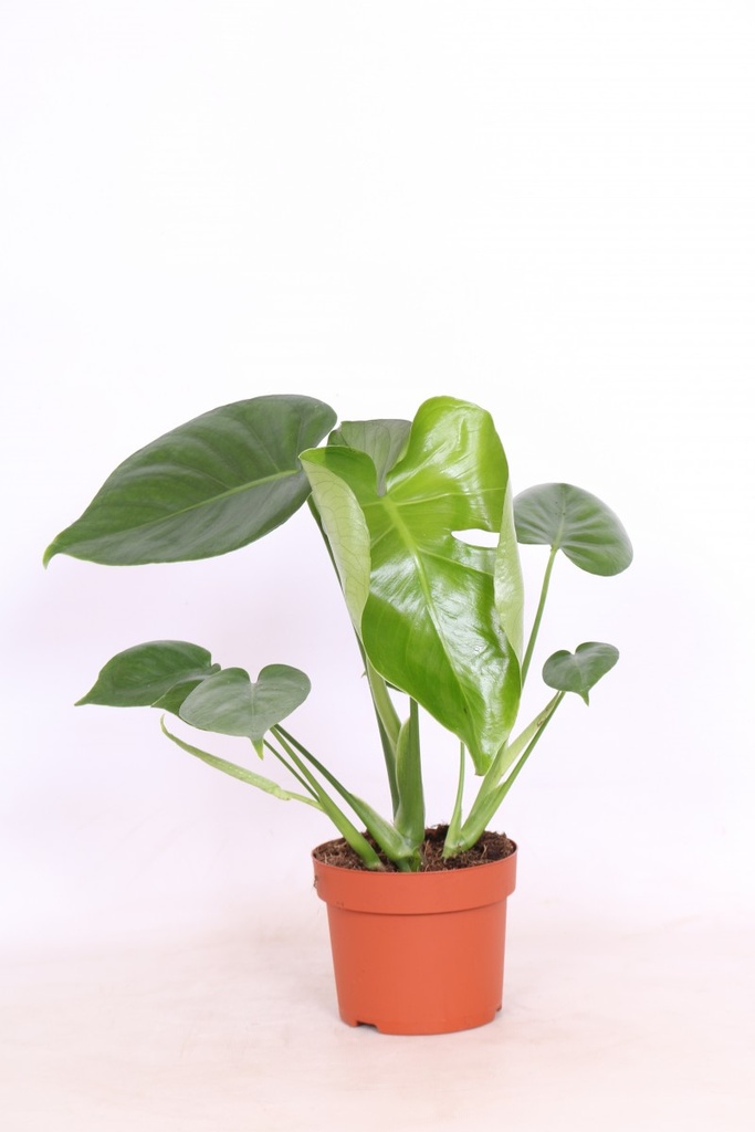 Monstera deliciosa