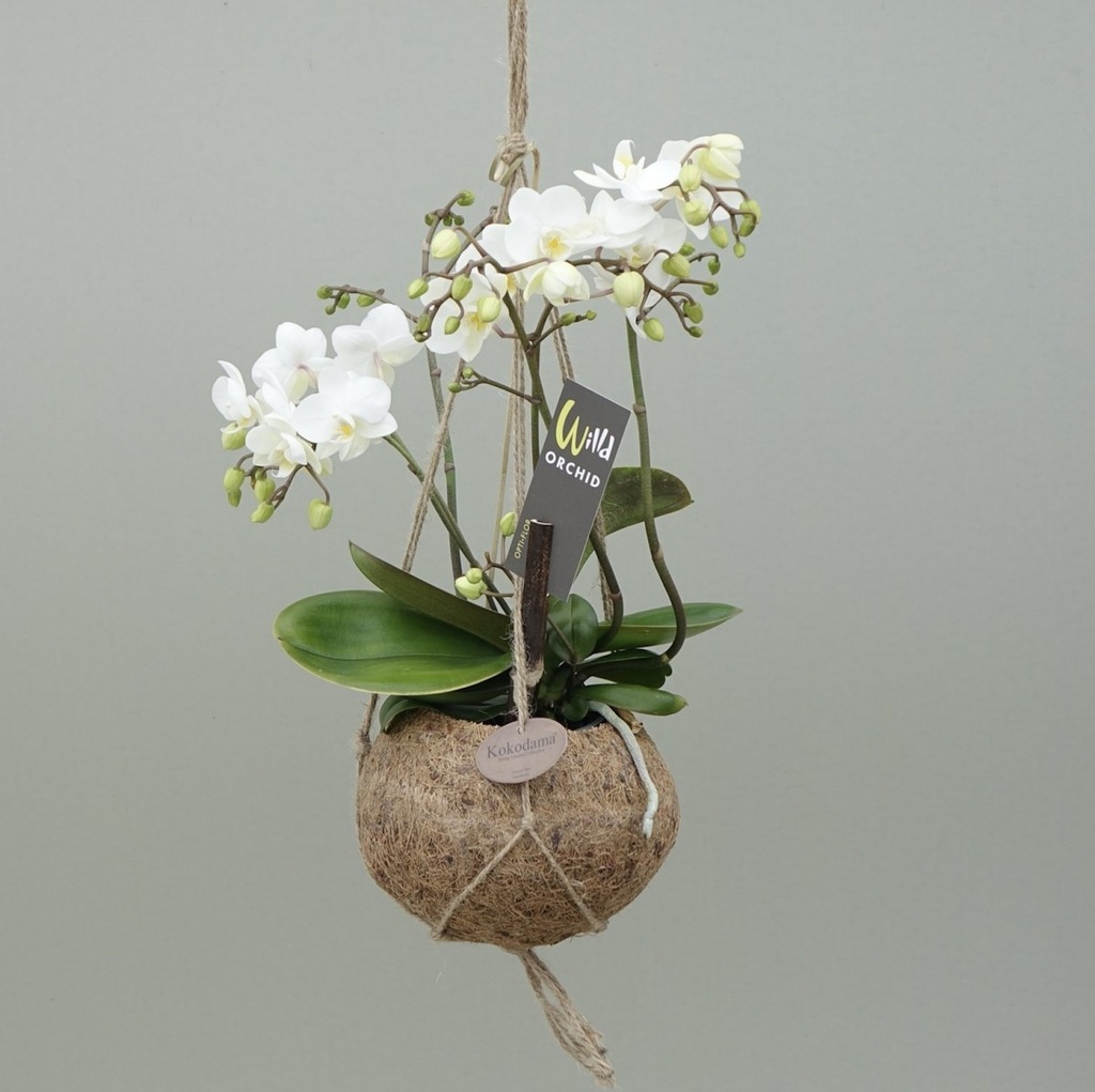 Kokodama - Phalaenopsis