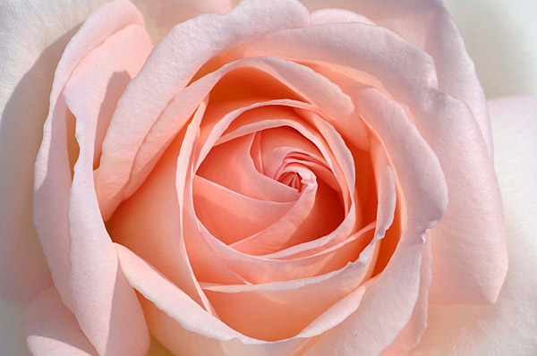 Rosier 'André Le Nôtre'