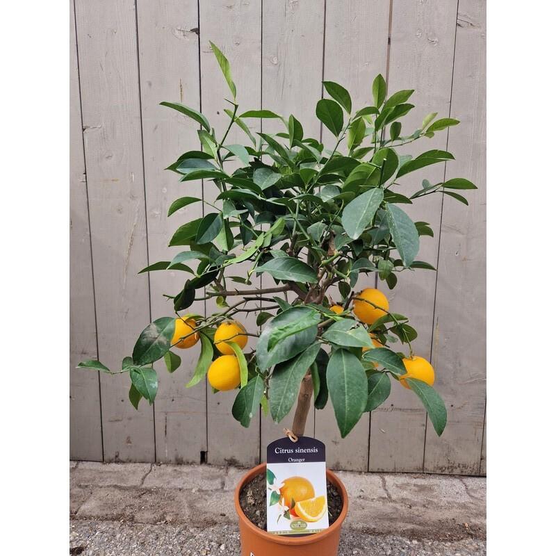 Citrus sinensis