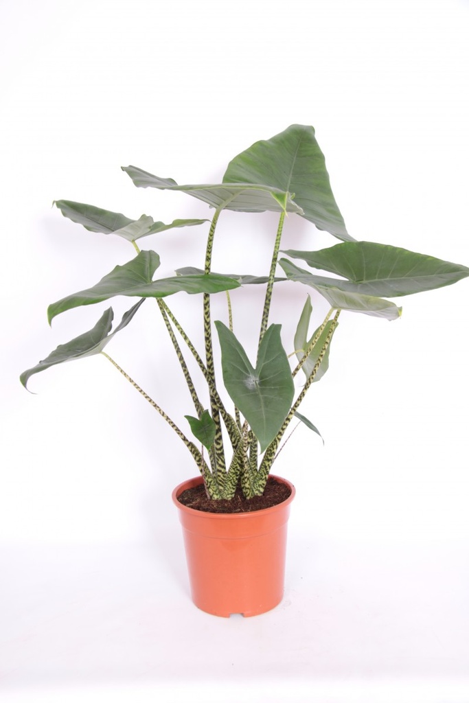 Alocasia 'Tiger'