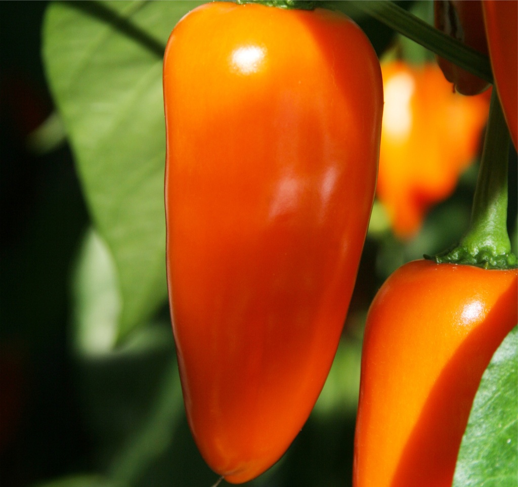 Poivron greffé 'Snack Orange'