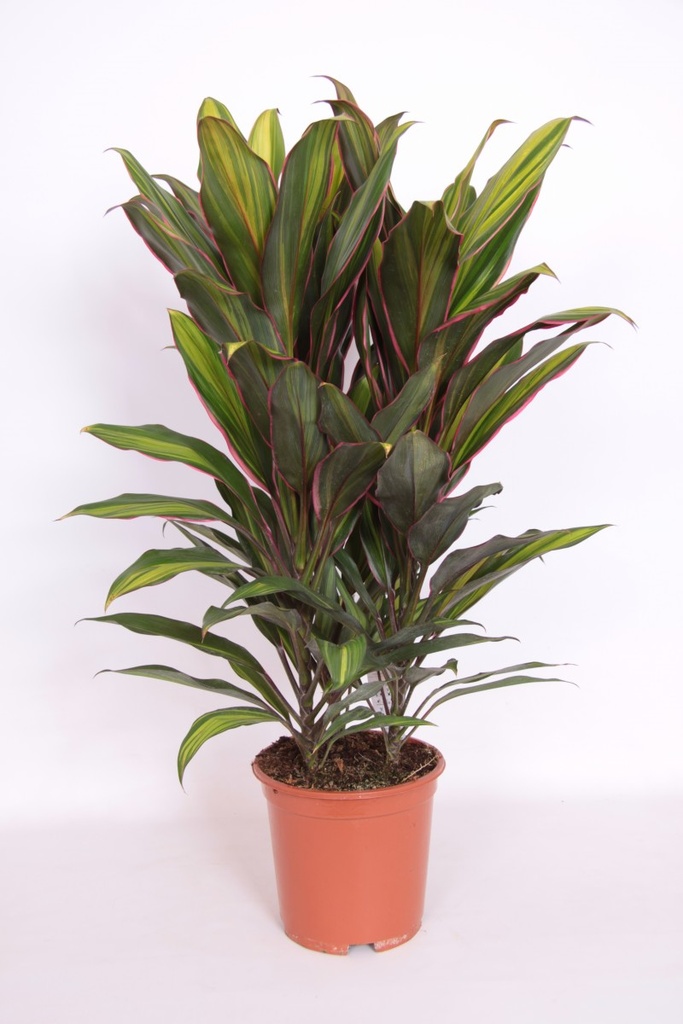 Cordyline 'Kiwi
