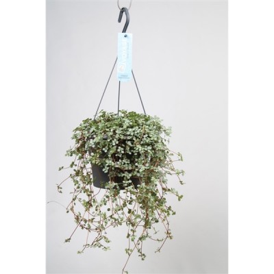 Pilea glauca 'Greysy'