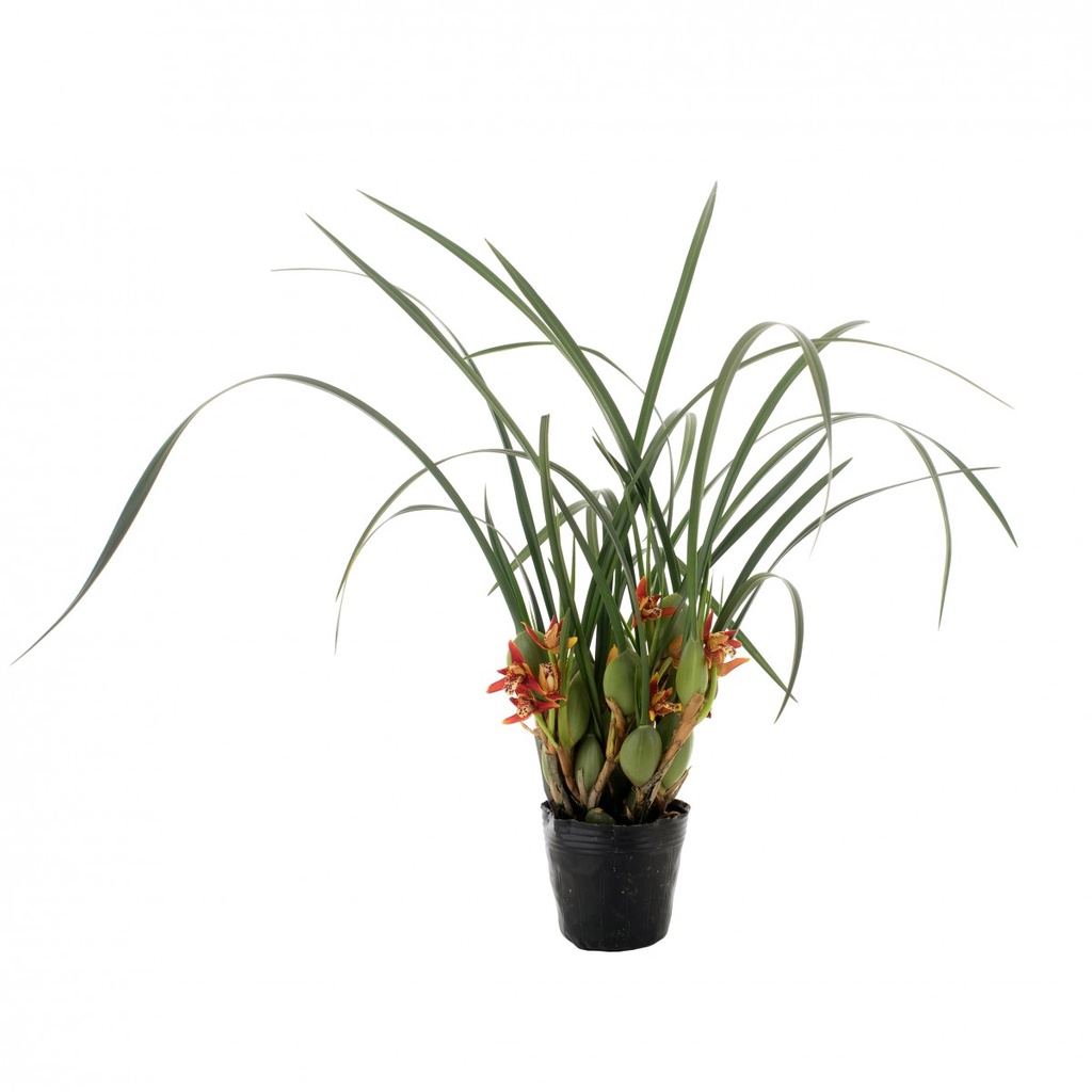 Maxillaria