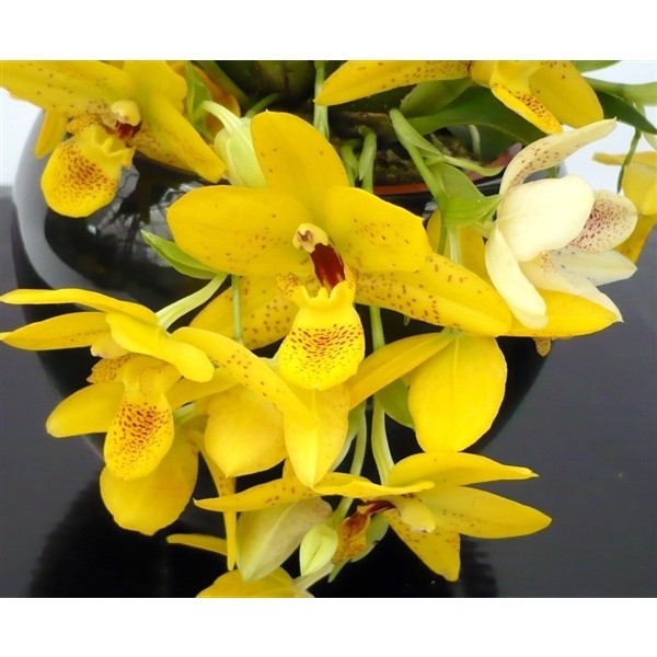 Promenaea 'Sunlight'