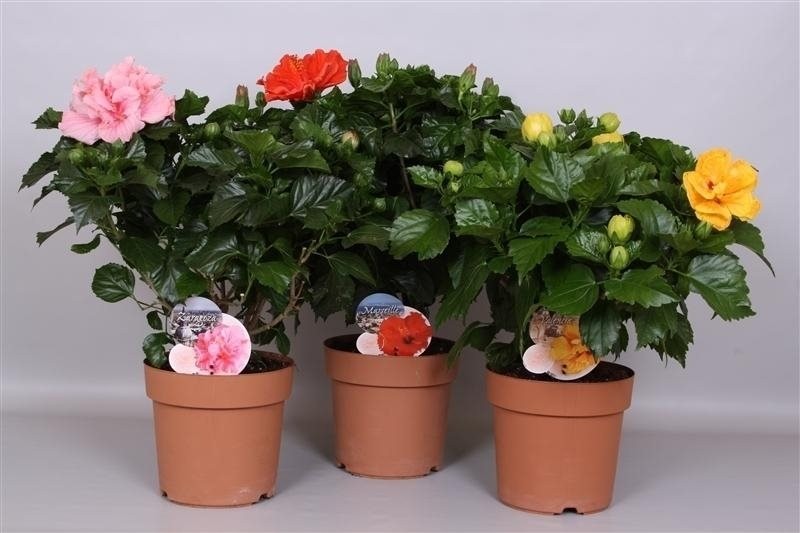 Hibiscus rosa-sinensis