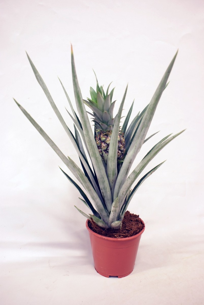 Ananas 'Champaca'