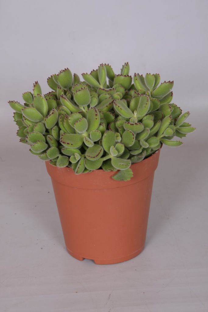 Cotyledon ladysmithiensis