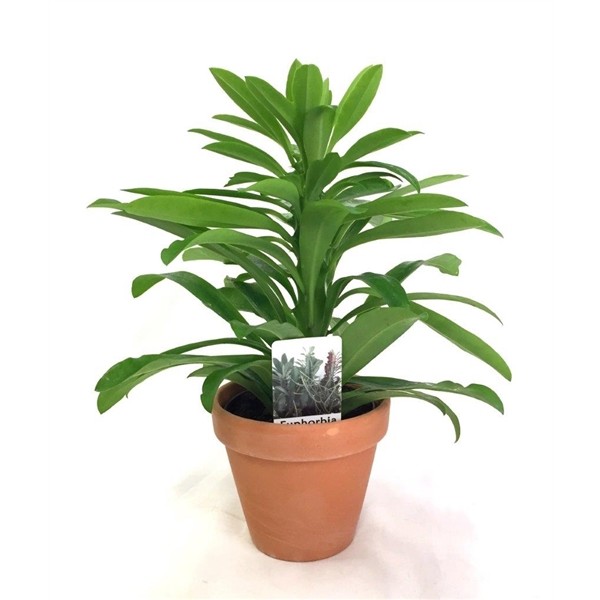 Euphorbia neriifolia