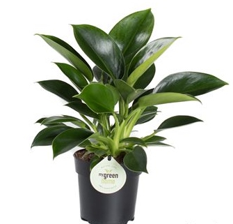 Philodendron erubescens