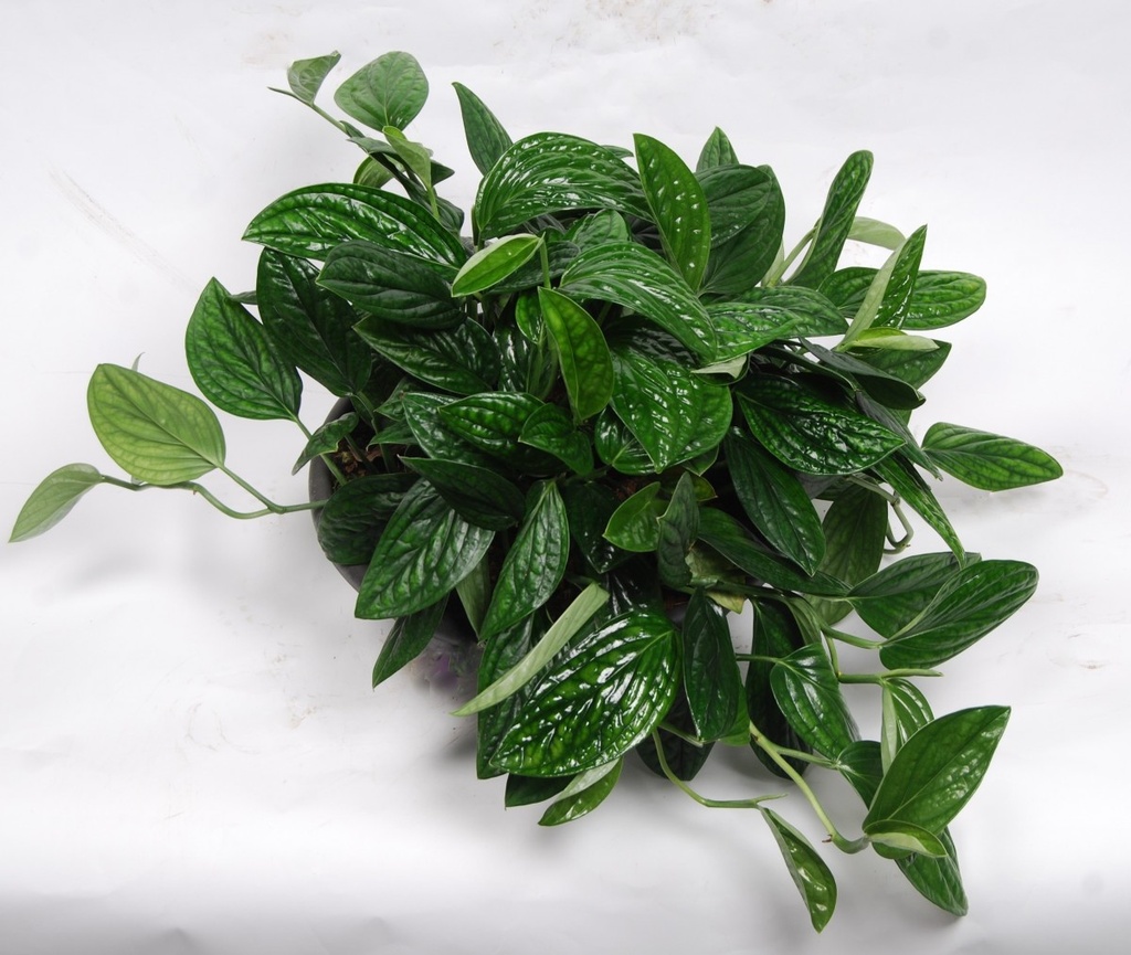 Scindapsus 'Marble Planet'