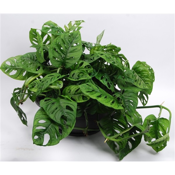 Monstera 'Monkey Mask'