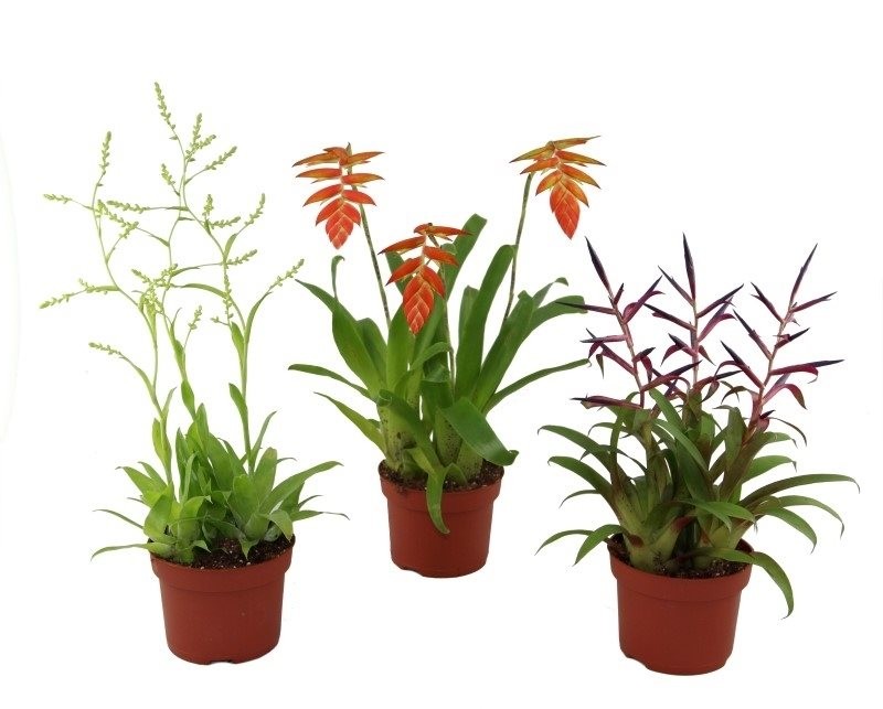 Bromelia botanique