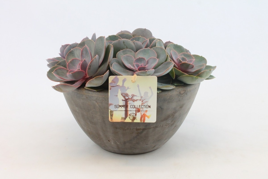 Echeveria 'Pearl Nuremberg'