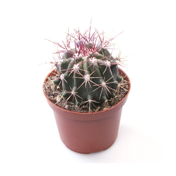Ferocactus stainesii