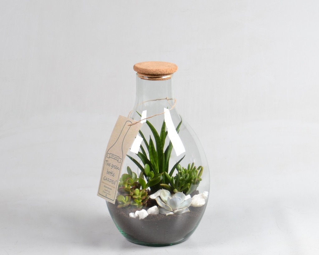 Succulente bouteille