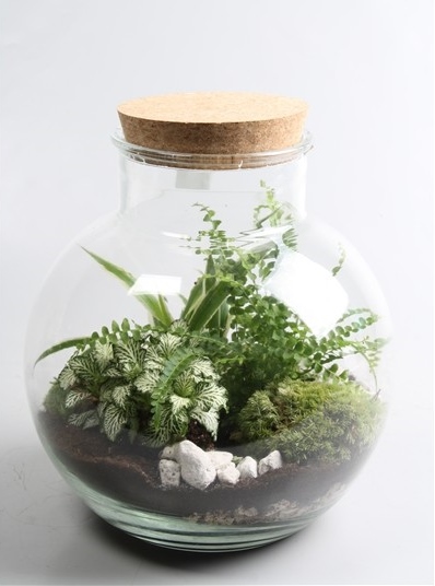 Terrarium plantes vertes