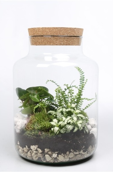 Terrarium plantes vertes