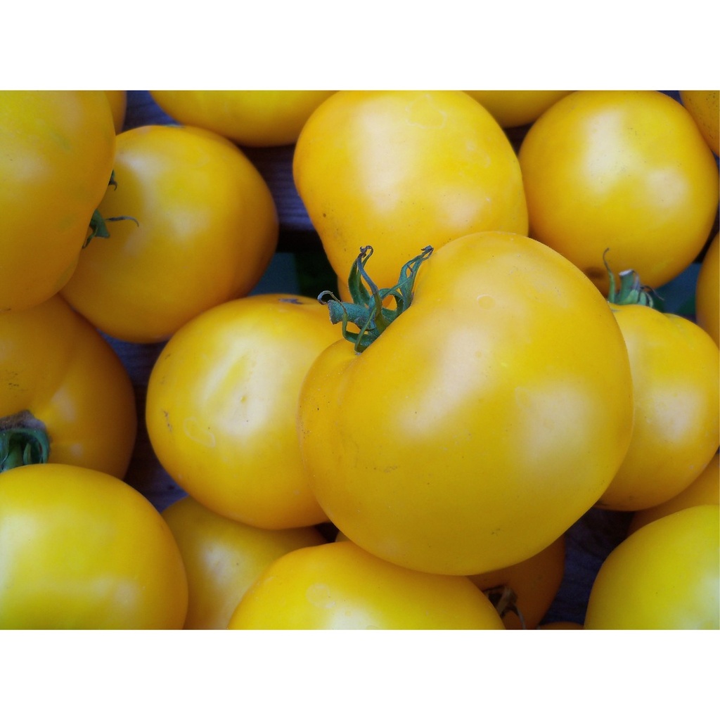 Tomate 'Sunny Boy'
