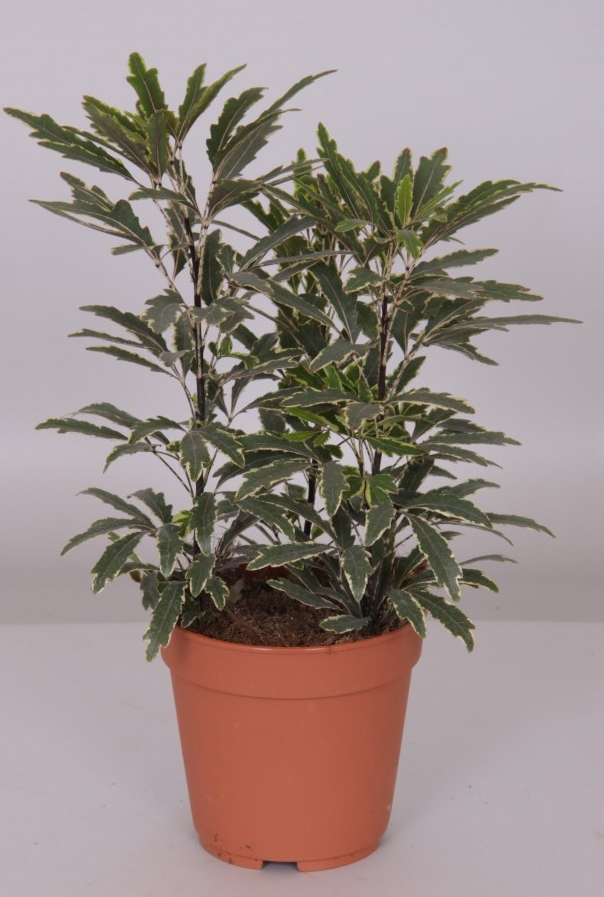 Schefflera elegantissima 'Bianca'