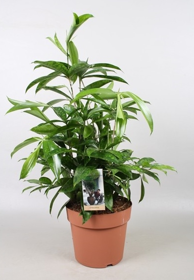 Dracaena surculosa