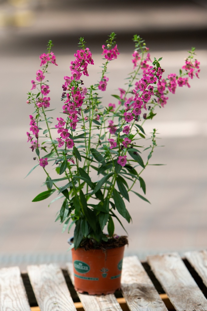 Angelonia gardneri