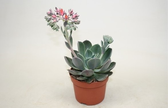 Echeveria 'Blue Prince'