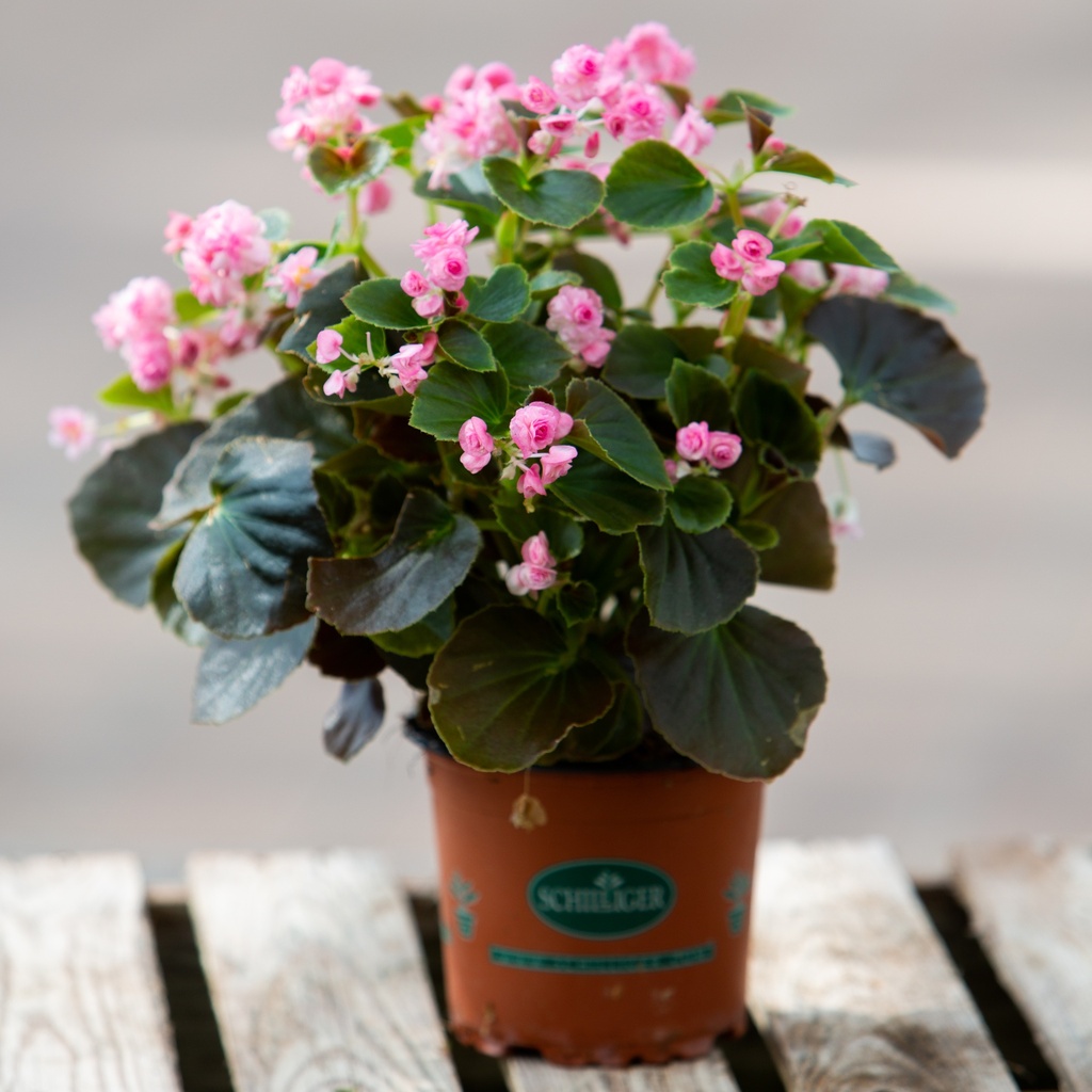 Begonia x semperflorens 'Doublet'