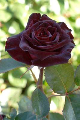 Rosier 'Black Baccara'