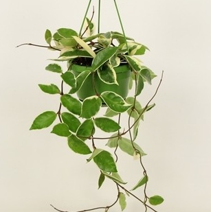 Hoya carnosa 'Krimson Queen'