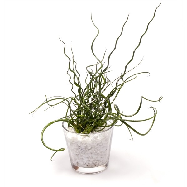 Juncus effusus