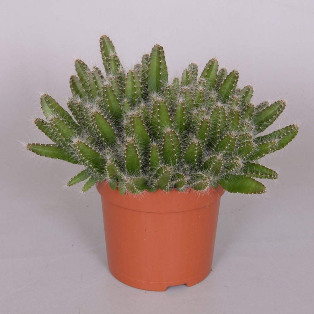 Hylocereus undatus 'Skyline'