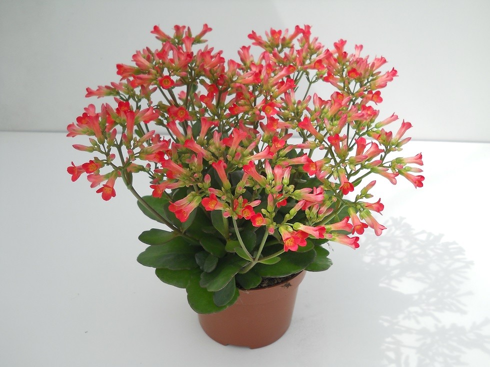 Kalanchoe 'Tiki Bells Neon'