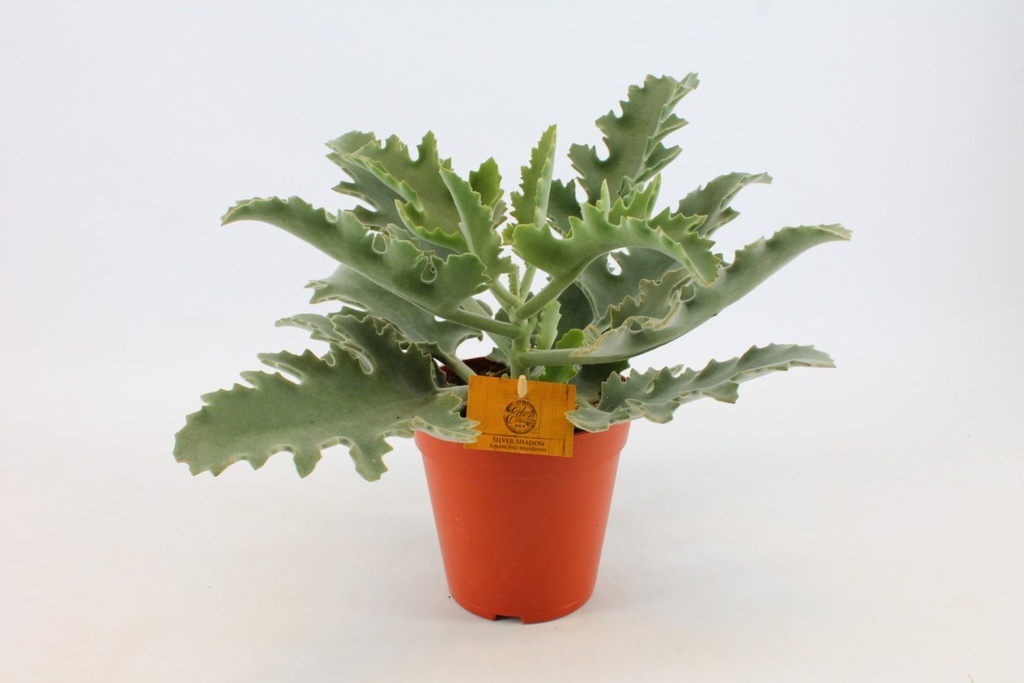 Kalanchoe beharensis