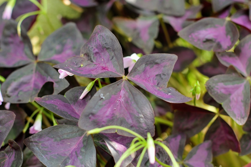 Oxalis triangularis 'Burgundy'