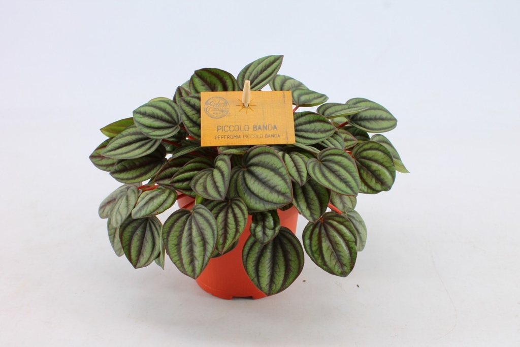 Peperomia 'Piccolo Banda'