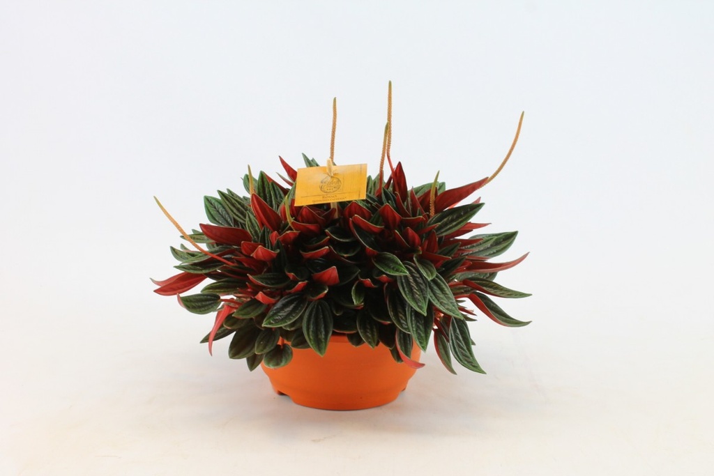 Peperomia 'Rosso'