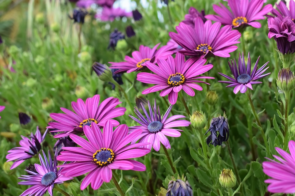 Osteospermum ecklonis