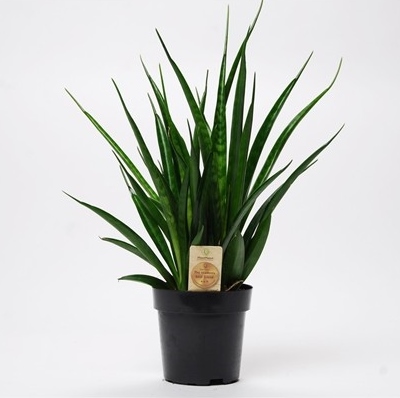 Sanseveria kirkii 'Friends'