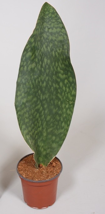 Sanseveria 'Victoria'